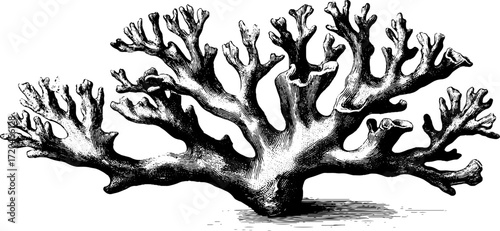 Vintage coral branch illustration with detailed branching structure - design for nautical themes