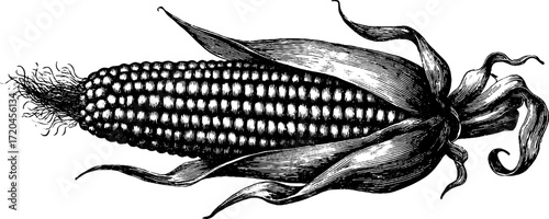 Vintage corn cob with partially open husk for retro design and print projects