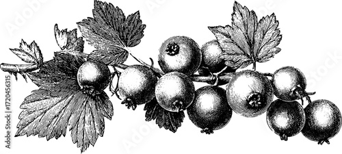 Vintage currant cluster with leaves - hand drawn nature illustration for print and design