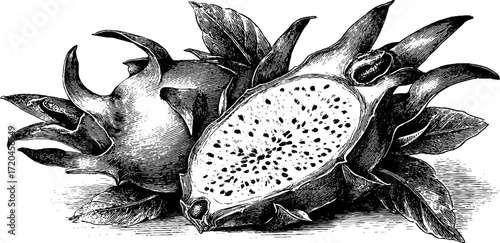 Vintage hand drawn dragonfruit sketch with scales for retro design and decor