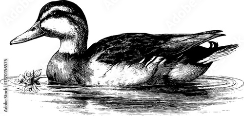 Vintage sketch of a duck silhouette swimming on water surface for design and decoration