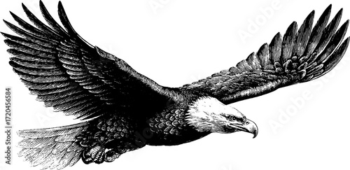 Majestic eagle soaring with wide wings spread in detailed engraving