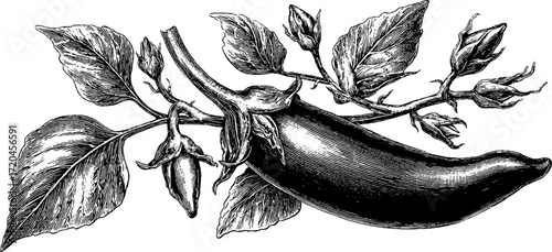 Vintage hand drawn sketch of elongated eggplant with calyx for botanical art and design