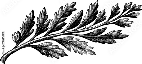 Vintage engraving of fir branch with short needles for botanical design