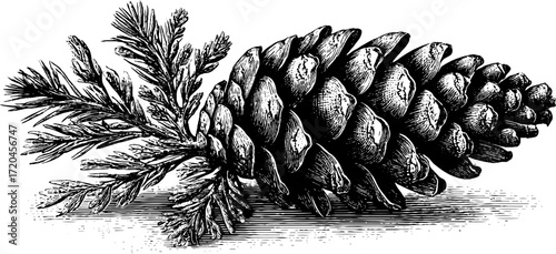 Vintage fir cone sketch with elongated shape and detailed engraving for retro design