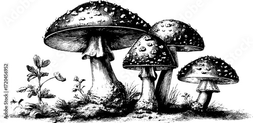 Vintage illustration of spotted fly agaric mushrooms in hand drawn engraving style for nature themed design