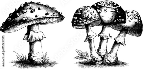 Vintage hand drawn illustration of fly agaric mushroom with spotted caps for nature design