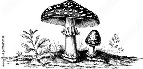 Vintage illustration of fly agaric mushroom with spotted cap - hand drawn sketch for nature design