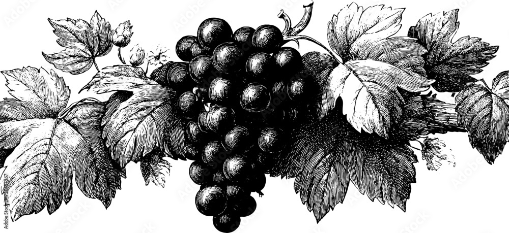 Fototapeta premium Vintage hand drawn grape cluster with vine leaves for elegant design
