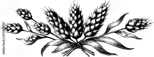 Vintage hand-drawn grain ears bundle engraving for nature and agriculture design