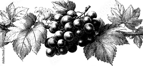 Vintage illustration of grape cluster with vine leaves - perfect for label or poster designs