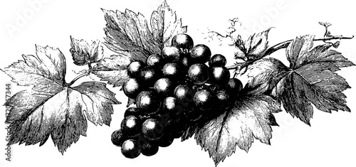 Vintage grape cluster with vine leaves hand drawn engraving for retro design