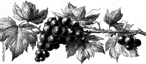 Grapevine branch with grapes vintage engraving for design and decoration