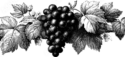 Vintage hand drawn grape cluster with vine leaves for elegant design