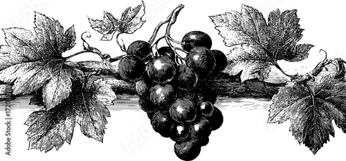 Vintage grapevine illustration with branch and grapes - hand drawn sketch for retro design