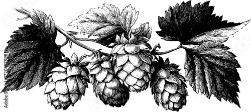 Vintage hop branch with cones and leaves - hand drawn botanical illustration for craft beer design