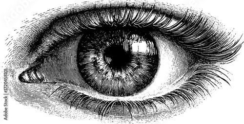 Detailed human eye illustration with intricate iris and lashes for art and design