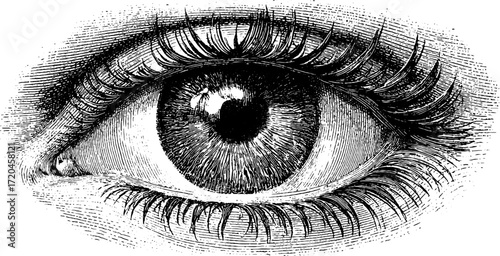 Detailed human eye with iris and lashes in vintage engraving style