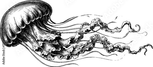 Vintage hand drawn illustration of jellyfish with trailing tentacles for ocean-themed designs