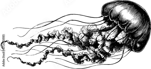 Vintage jellyfish sketch with trailing tentacles for retro ocean-themed designs