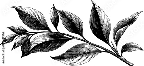 Elegant vintage laurel branch with elongated leaves for design and decoration