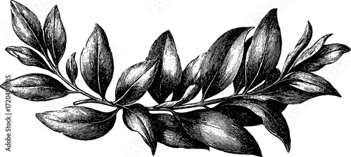 Vintage illustration of laurel branch with elongated leaves for design projects