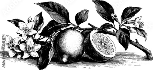 Vintage engraving of lemon wedge with detailed pulp and branch blossoms for label design