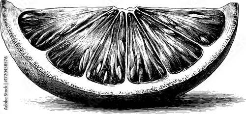 Detailed vintage illustration of lemon wedge with pulp for design and print