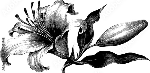 Elegant vintage lily blossom sketch with long petals for botanical design