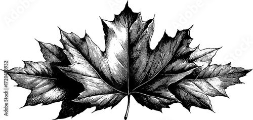 Detailed maple leaf illustration with lobed edges - vintage black and white design for nature inspired projects