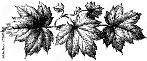 Intricate maple leaf sketch with lobed edges for decorative design