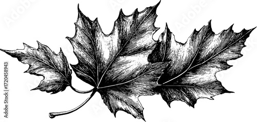 Vintage hand-drawn maple leaf illustration with lobed edges for autumn design