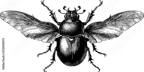 Vintage may beetle with wings spread - hand drawn engraving for retro design and decoration