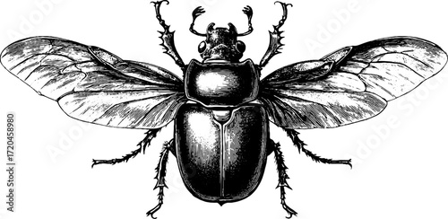 Vintage hand drawn may beetle illustration with wings folded