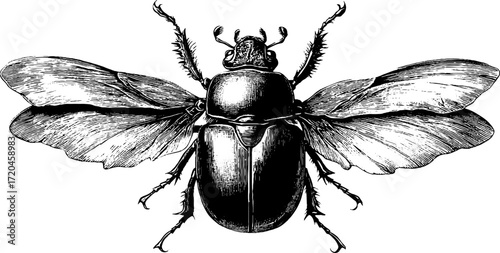 Vintage may beetle illustration with detailed engraving for retro design projects