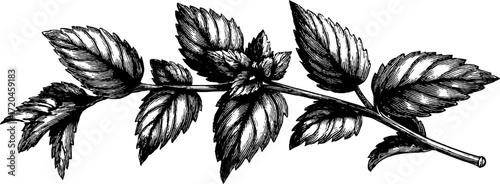 Vintage hand drawn mint sprig with serrated leaves for botanical design