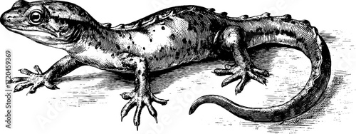 Vintage hand drawn illustration of newt with slender body for nature design