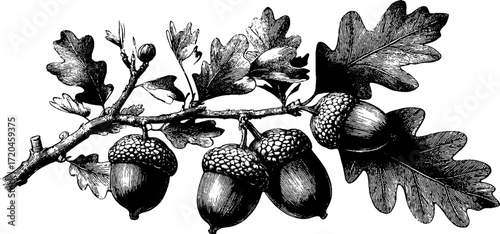 Vintage illustration of oak branch with acorns - retro hand-drawn design for nature lovers