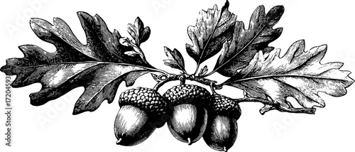 Vintage oak branch with acorns hand drawn illustration for nature-themed designs