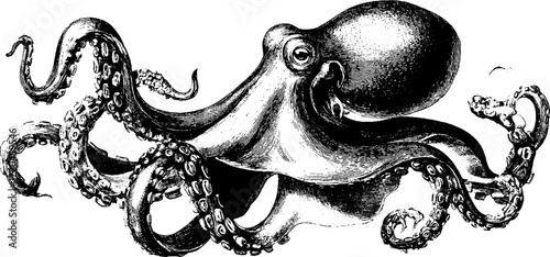 Vintage octopus with extended tentacles - hand drawn ocean life sketch for nautical decor