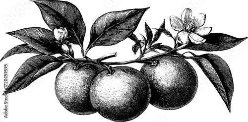 Vintage orange fruit sketch with detailed peel texture for retro design