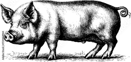 Vintage hand-drawn illustration of a pig with rounded body in retro style for design purposes