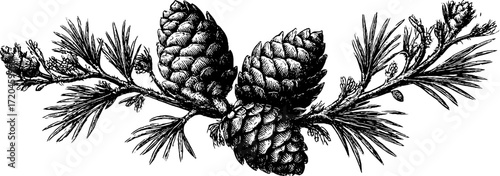 Vintage illustration of pine branch with cones - nature design for poster or card