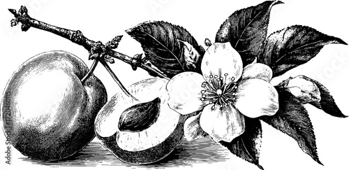 Vintage illustration of plum fruit with pit inside and blossoms