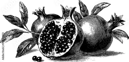 Vintage hand-drawn pomegranate with visible seeds and leaves for retro design