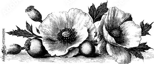 Vintage illustration of poppy flower with seed capsule - retro botanical design for cards and prints