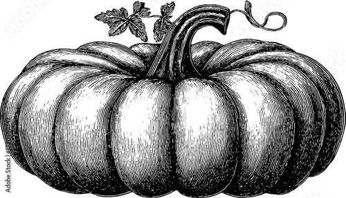 Vintage pumpkin with stem and ridges sketch design for autumn decor