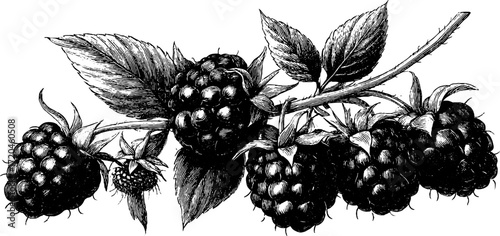 Vintage raspberry cluster illustration for design and decor