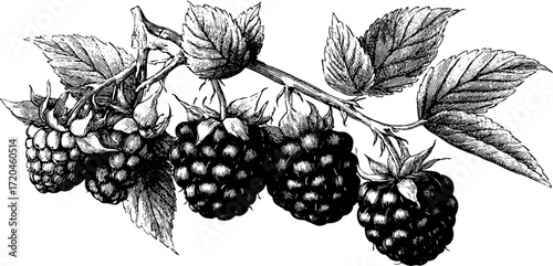 Vintage raspberry branch with leaves in hand drawn etching style for botanical design