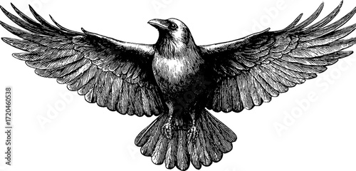 Vintage illustration of raven in flight with wings spread for retro design and decor